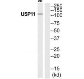 Western blot - USP11 Antibody from Signalway Antibody (35115) - Antibodies.com