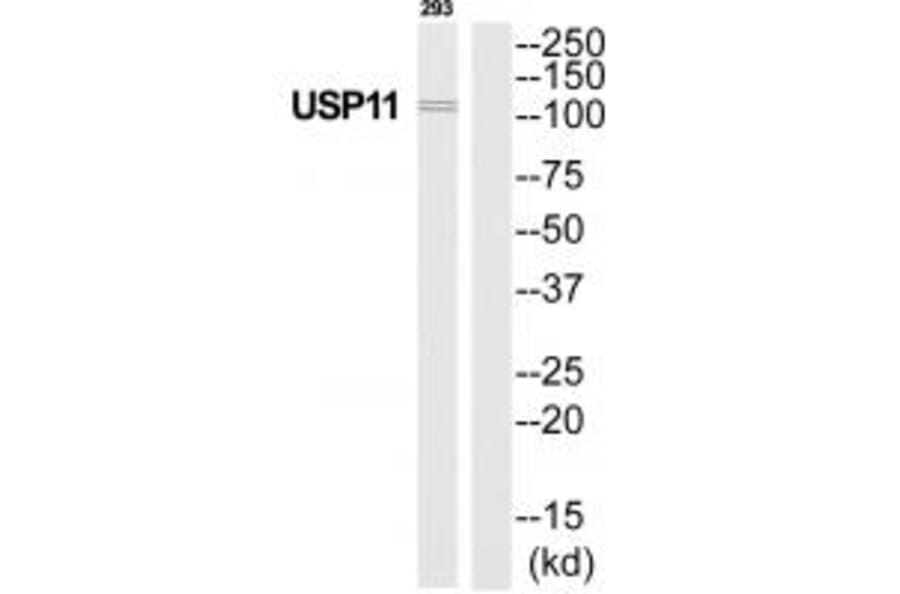 Western blot - USP11 Antibody from Signalway Antibody (35115) - Antibodies.com