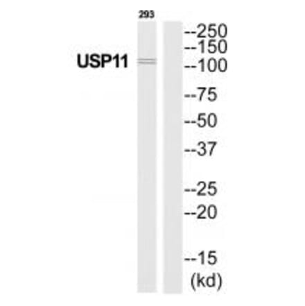Western blot - USP11 Antibody from Signalway Antibody (35115) - Antibodies.com