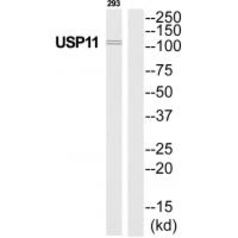 Western blot - USP11 Antibody from Signalway Antibody (35115) - Antibodies.com