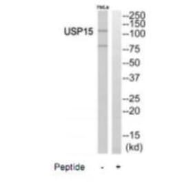 Western blot - USP15 Antibody from Signalway Antibody (35117) - Antibodies.com