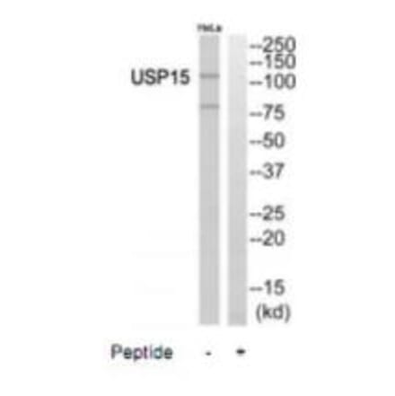 Western blot - USP15 Antibody from Signalway Antibody (35117) - Antibodies.com