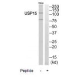 Western blot - USP15 Antibody from Signalway Antibody (35117) - Antibodies.com