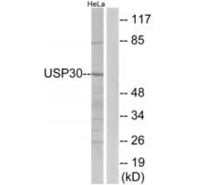 Western blot - USP30 Antibody from Signalway Antibody (35119) - Antibodies.com