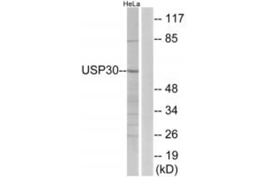 Western blot - USP30 Antibody from Signalway Antibody (35119) - Antibodies.com