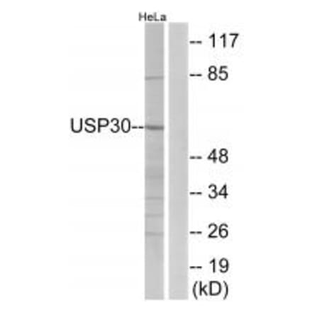 Western blot - USP30 Antibody from Signalway Antibody (35119) - Antibodies.com