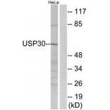 Western blot - USP30 Antibody from Signalway Antibody (35119) - Antibodies.com