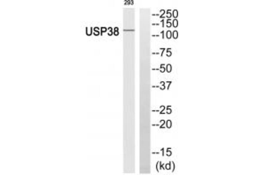 Western blot - USP38 Antibody from Signalway Antibody (35122) - Antibodies.com