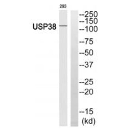 Western blot - USP38 Antibody from Signalway Antibody (35122) - Antibodies.com