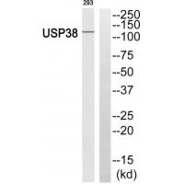 Western blot - USP38 Antibody from Signalway Antibody (35122) - Antibodies.com