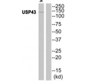 Western blot - USP43 Antibody from Signalway Antibody (35124) - Antibodies.com