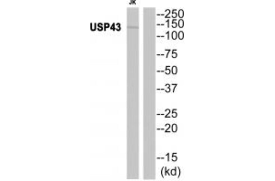 Western blot - USP43 Antibody from Signalway Antibody (35124) - Antibodies.com