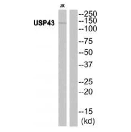 Western blot - USP43 Antibody from Signalway Antibody (35124) - Antibodies.com