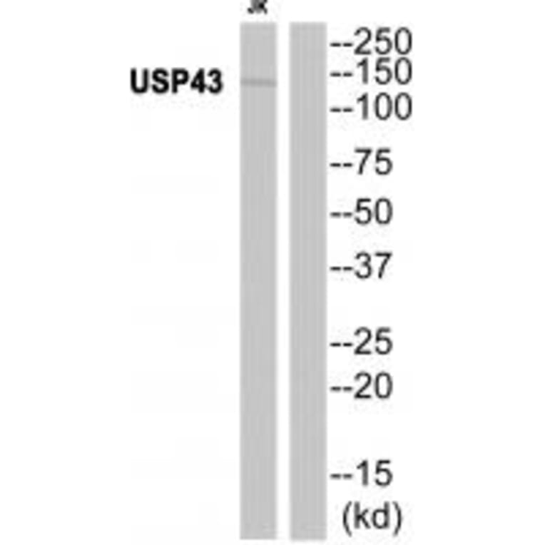 Western blot - USP43 Antibody from Signalway Antibody (35124) - Antibodies.com