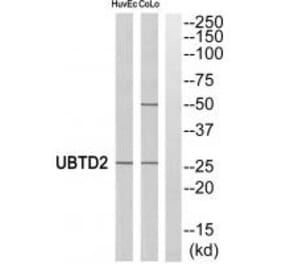Western blot - UBTD2 Antibody from Signalway Antibody (35127) - Antibodies.com