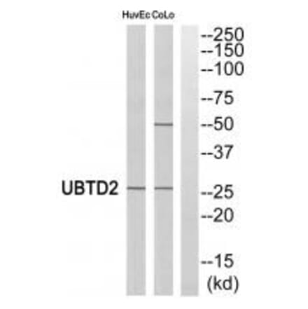 Western blot - UBTD2 Antibody from Signalway Antibody (35127) - Antibodies.com
