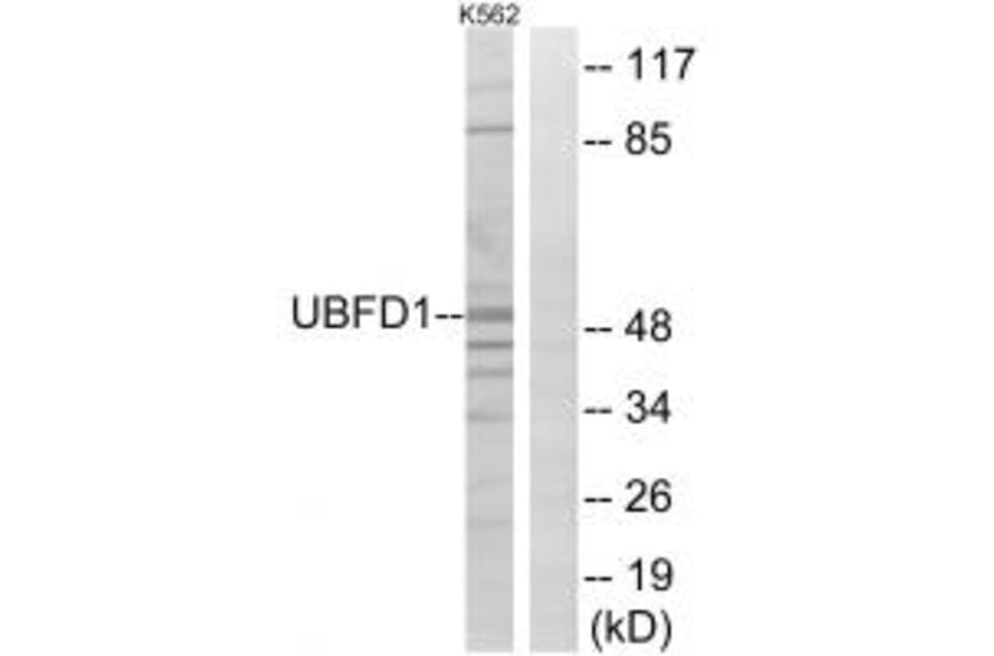 Western blot - UBFD1 Antibody from Signalway Antibody (35128) - Antibodies.com