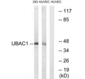 Western blot - UBAC1 Antibody from Signalway Antibody (35130) - Antibodies.com