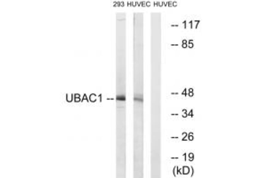 Western blot - UBAC1 Antibody from Signalway Antibody (35130) - Antibodies.com