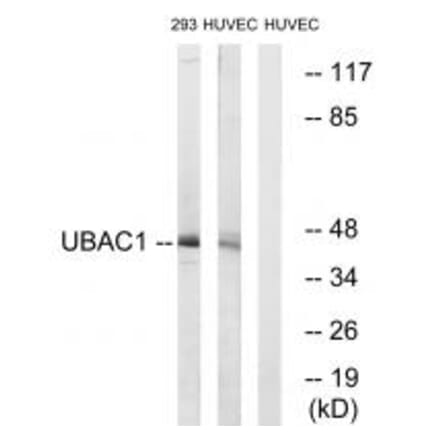 Western blot - UBAC1 Antibody from Signalway Antibody (35130) - Antibodies.com