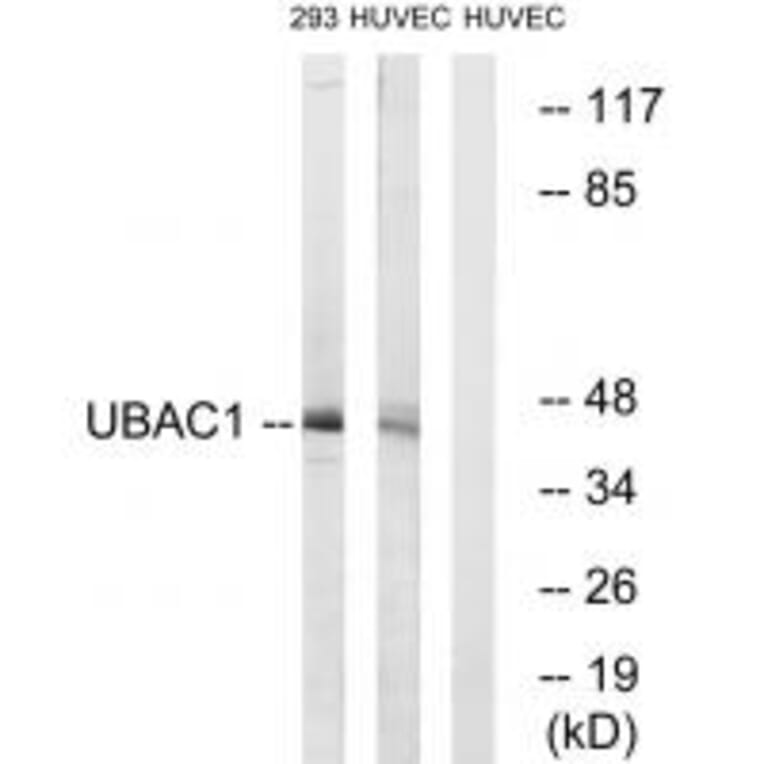 Western blot - UBAC1 Antibody from Signalway Antibody (35130) - Antibodies.com