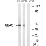 Western blot - UBAC1 Antibody from Signalway Antibody (35130) - Antibodies.com