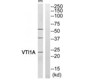 Western blot - VTI1A Antibody from Signalway Antibody (35140) - Antibodies.com