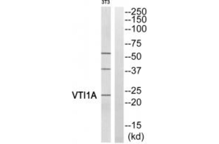 Western blot - VTI1A Antibody from Signalway Antibody (35140) - Antibodies.com