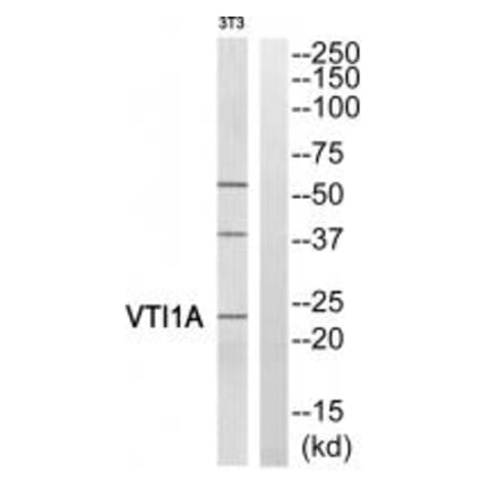 Western blot - VTI1A Antibody from Signalway Antibody (35140) - Antibodies.com