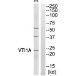 Western blot - VTI1A Antibody from Signalway Antibody (35140) - Antibodies.com