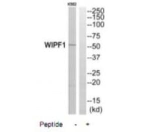 Western blot - WIPF1 Antibody from Signalway Antibody (35146) - Antibodies.com