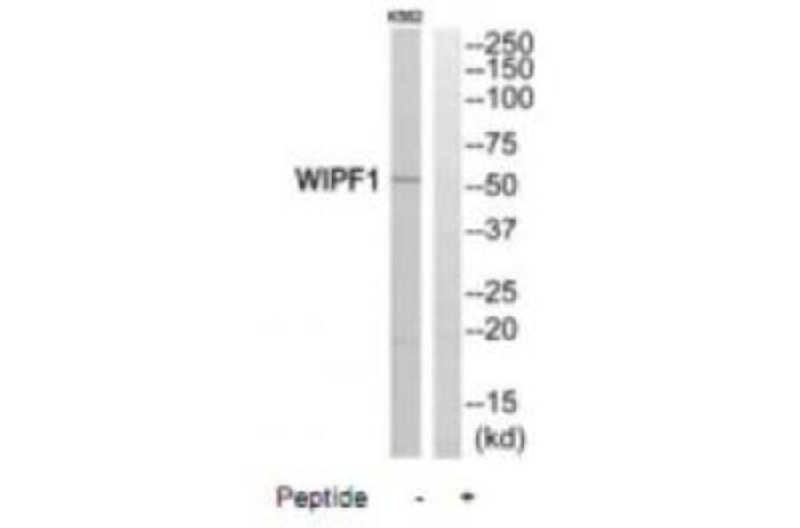 Western blot - WIPF1 Antibody from Signalway Antibody (35146) - Antibodies.com