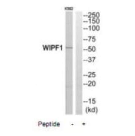 Western blot - WIPF1 Antibody from Signalway Antibody (35146) - Antibodies.com