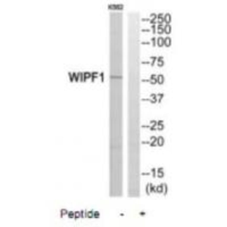 Western blot - WIPF1 Antibody from Signalway Antibody (35146) - Antibodies.com