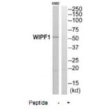 Western blot - WIPF1 Antibody from Signalway Antibody (35146) - Antibodies.com