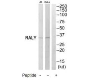 Western blot - RALY Antibody from Signalway Antibody (35179) - Antibodies.com