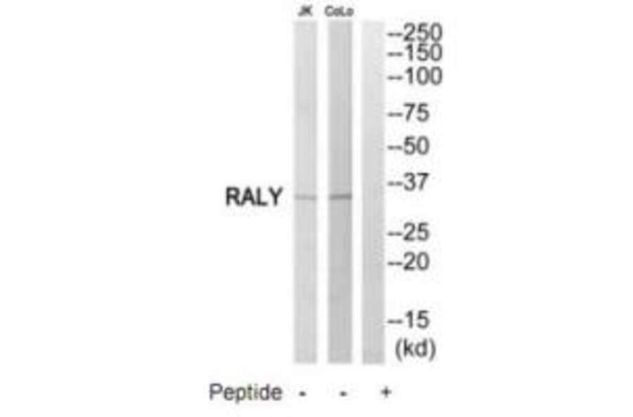 Western blot - RALY Antibody from Signalway Antibody (35179) - Antibodies.com