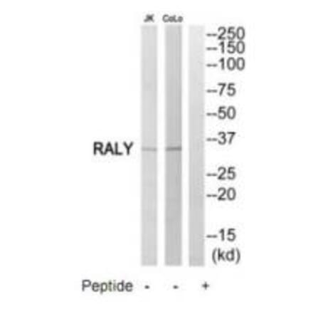 Western blot - RALY Antibody from Signalway Antibody (35179) - Antibodies.com