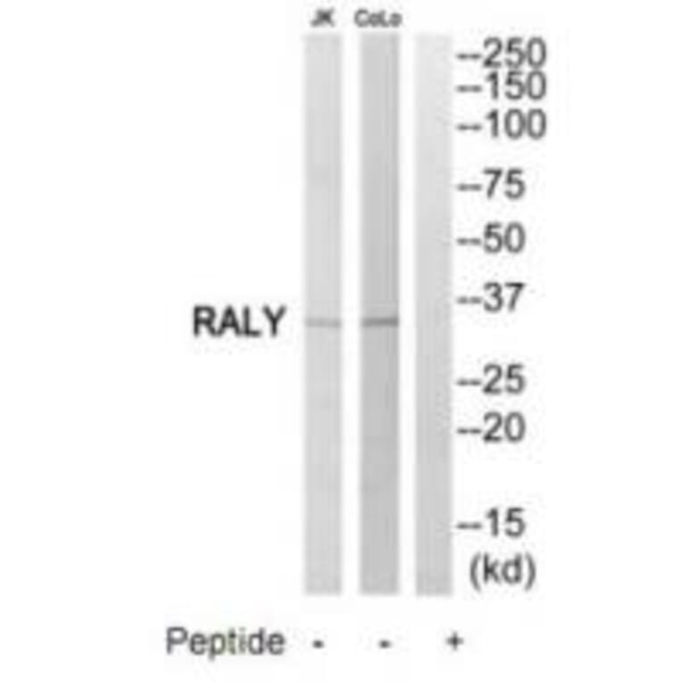 Western blot - RALY Antibody from Signalway Antibody (35179) - Antibodies.com