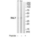 Western blot - RALY Antibody from Signalway Antibody (35179) - Antibodies.com