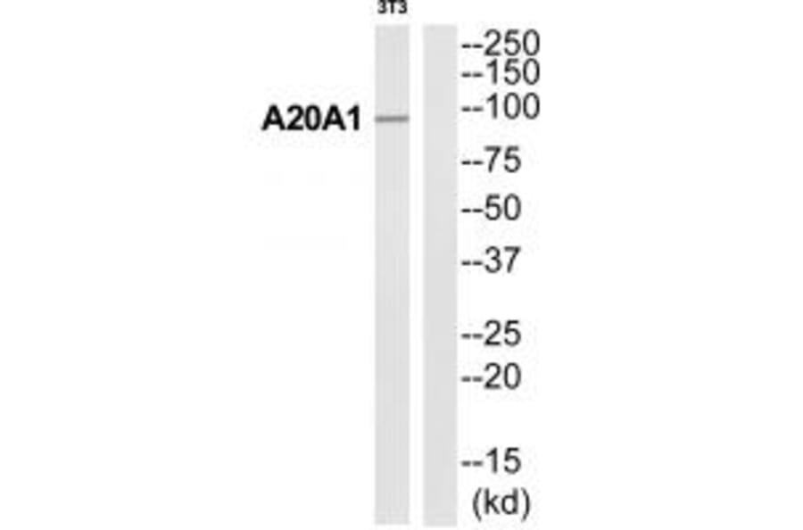 Western blot - A20A1 Antibody from Signalway Antibody (35180) - Antibodies.com