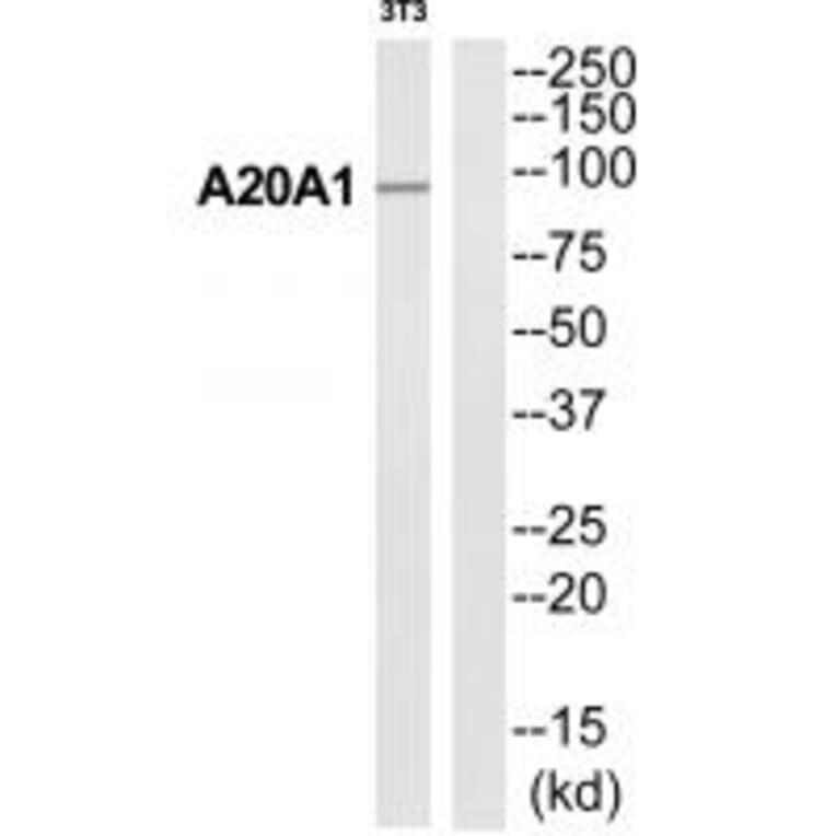 Western blot - A20A1 Antibody from Signalway Antibody (35180) - Antibodies.com
