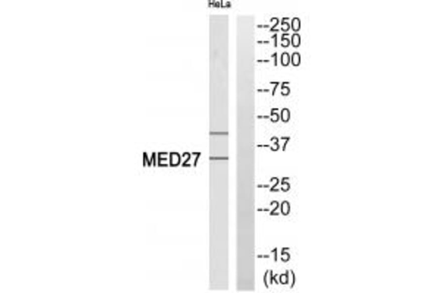 Western blot - MED27 Antibody from Signalway Antibody (35183) - Antibodies.com