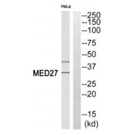 Western blot - MED27 Antibody from Signalway Antibody (35183) - Antibodies.com