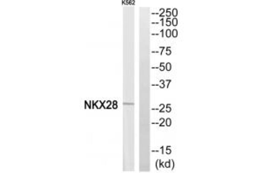 Western blot - NKX28 Antibody from Signalway Antibody (35190) - Antibodies.com