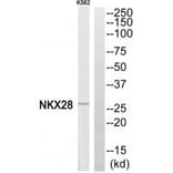 Western blot - NKX28 Antibody from Signalway Antibody (35190) - Antibodies.com