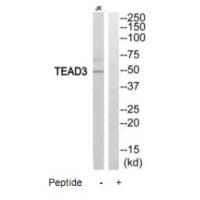 Western blot analysis of extracts from Jurkat cells, using TEAD3 antibody #35196.