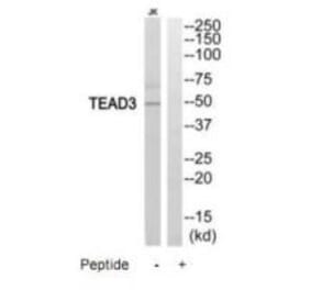 Western blot - TEAD3 Antibody from Signalway Antibody (35196) - Antibodies.com