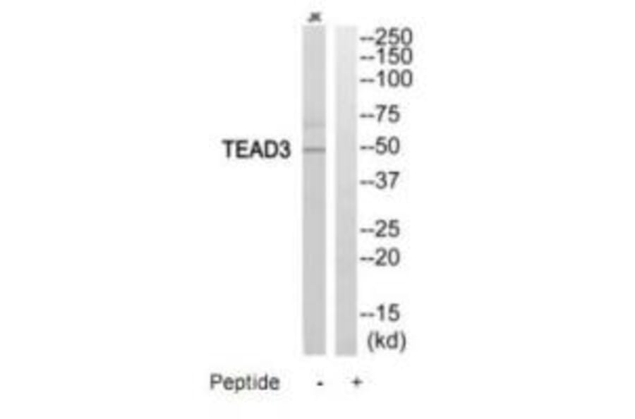 Western blot - TEAD3 Antibody from Signalway Antibody (35196) - Antibodies.com