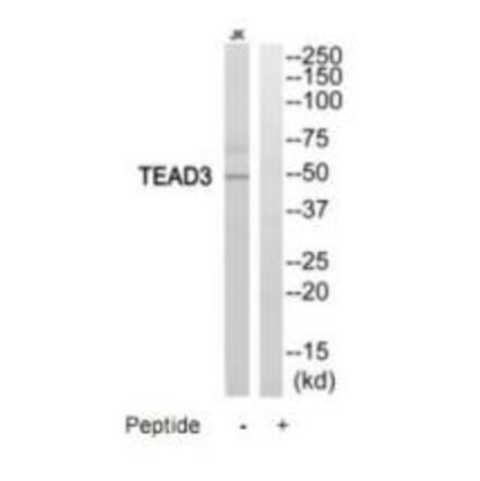 Western blot - TEAD3 Antibody from Signalway Antibody (35196) - Antibodies.com